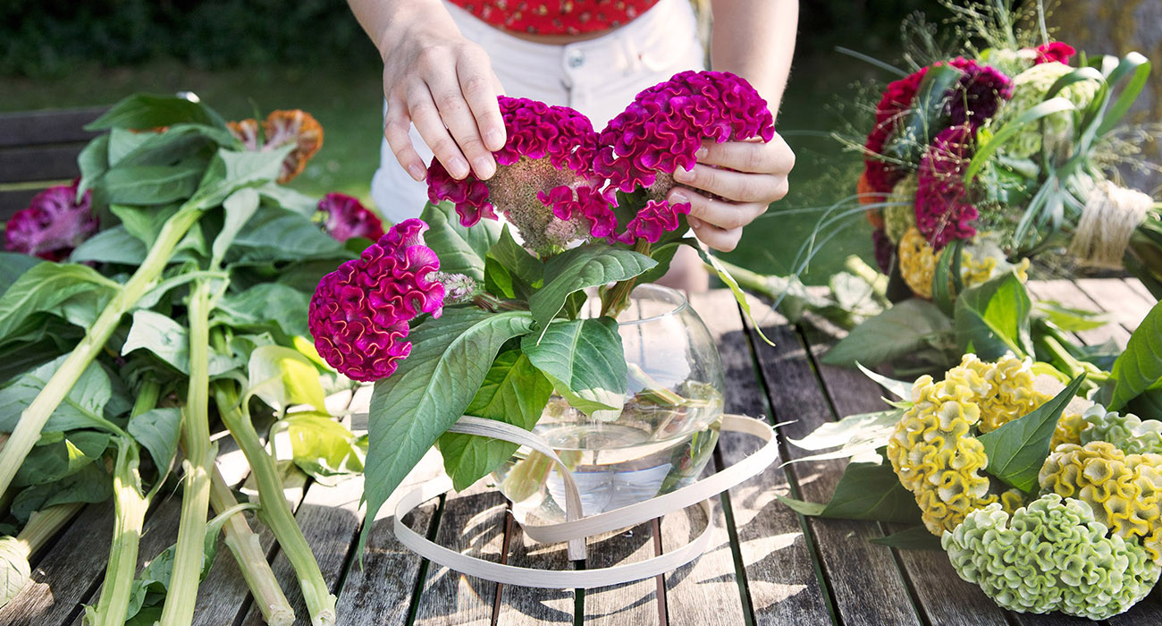 evanthia-breeder-on-thursd-header1-1
