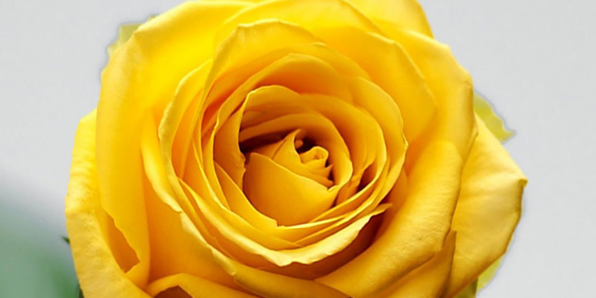 Rose Brighton cut flower on Thursd header