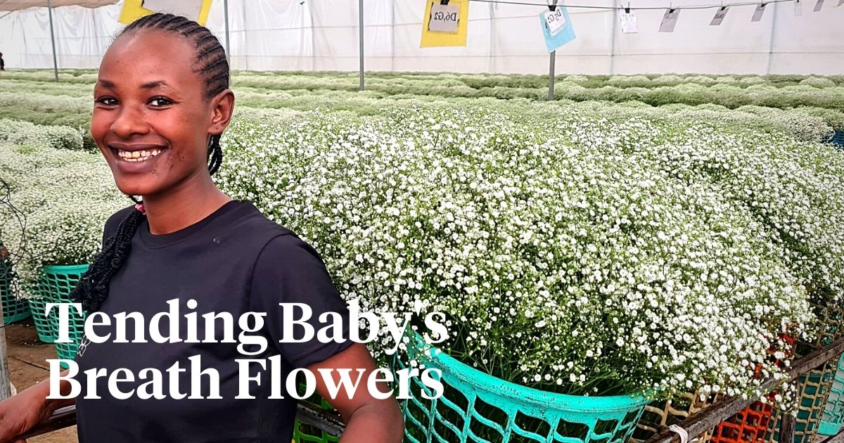 Tips for Caring for the Charming Gypsophila Flowers