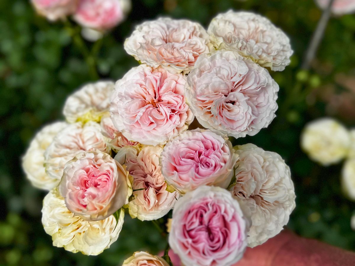 Spray Rose Royal Wedding Garden special spray roses
