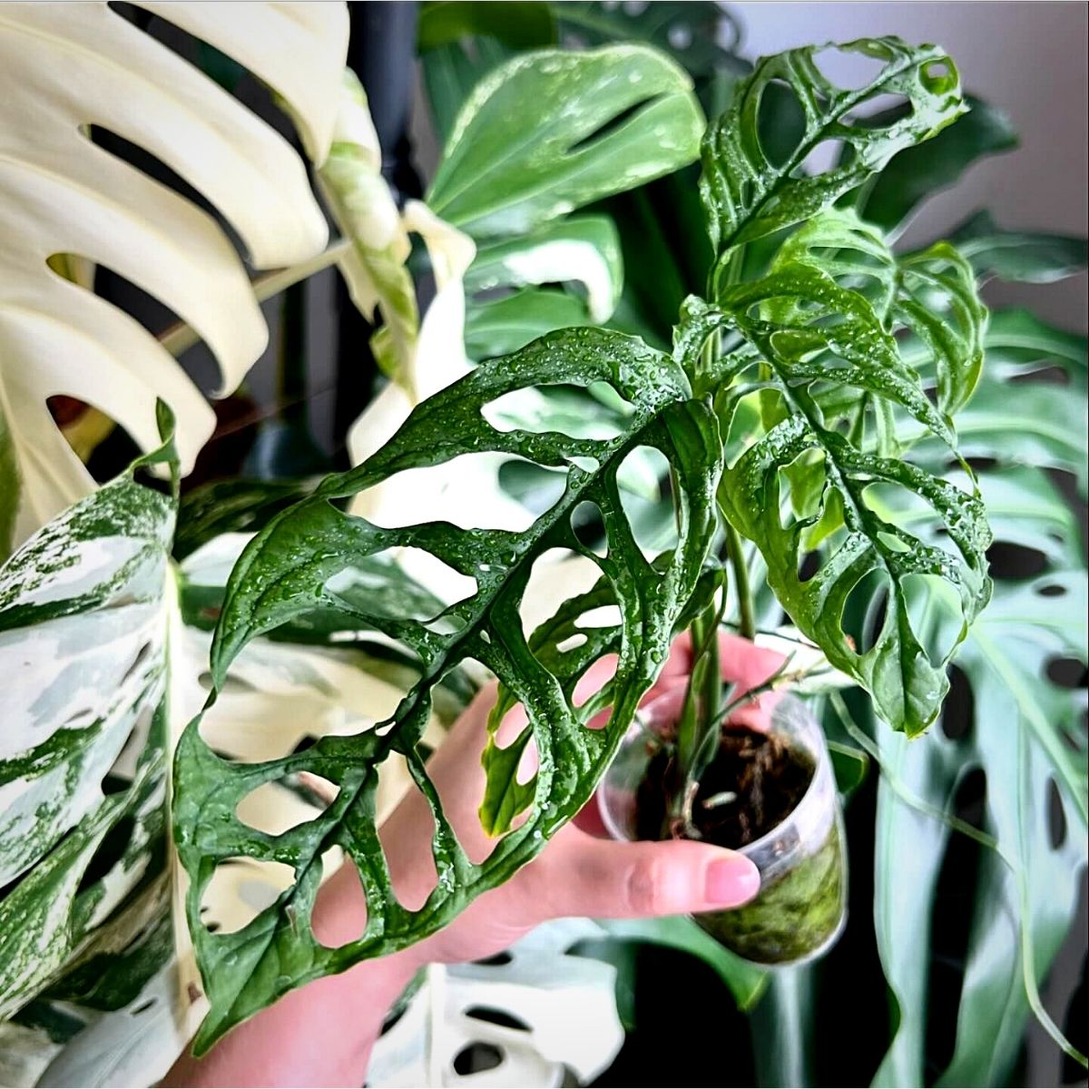 Monstera Obliqua Monstera Obliqua is Only for the Most Avid Plant Lovers