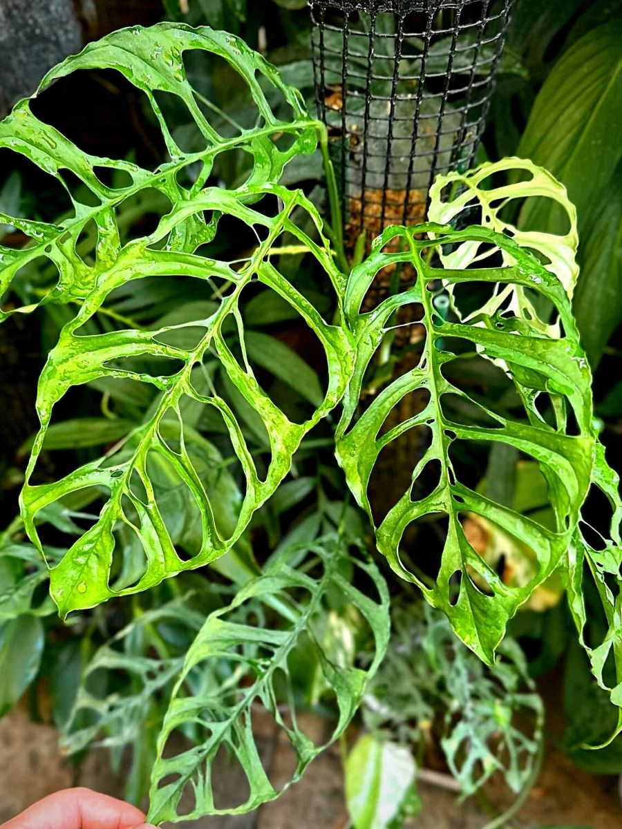 Monstera Obliqua Monstera Obliqua is Only for the Most Avid Plant Lovers