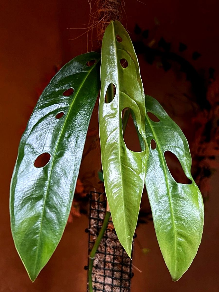 Monstera Obliqua Amazonas Monstera Obliqua is Only for the Most Avid Plant Lovers