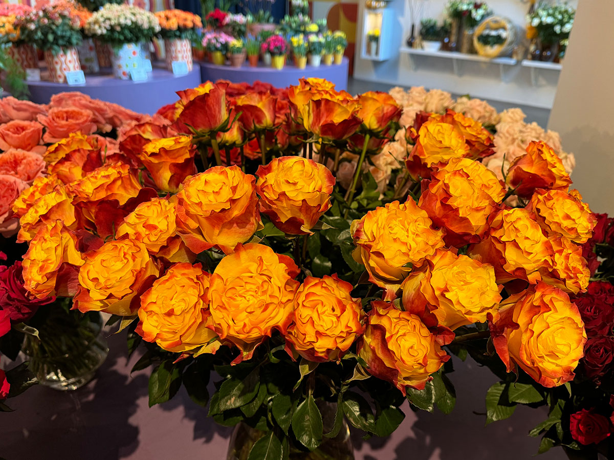 Rose Sunset X-Pression at Keukenhof Rose Show Rose Sunset X-Pression at Keukenhof Rose Show