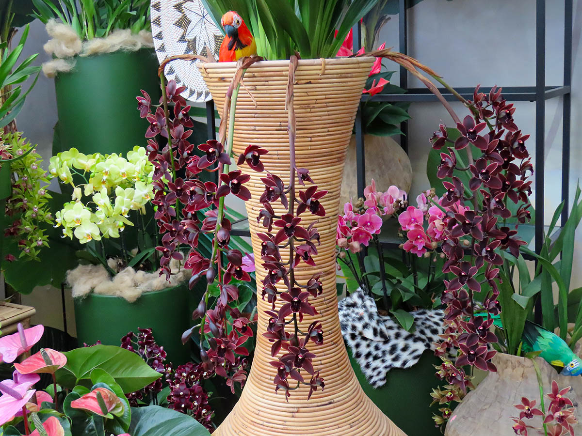 Cymbidium at Keukenhof Orchid Show