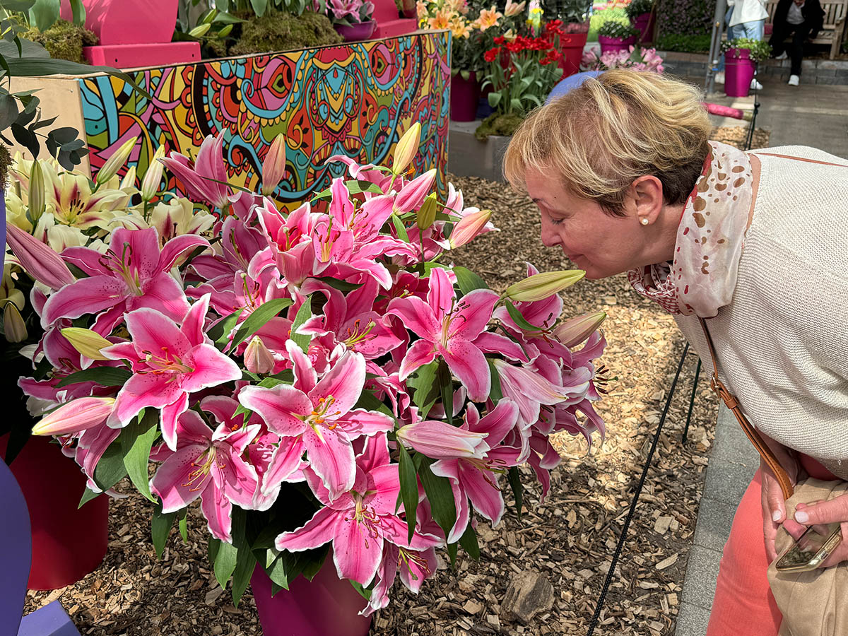 Keukenhof Lady smelling pink lilies Keukenhof Lady smelling pink lilies