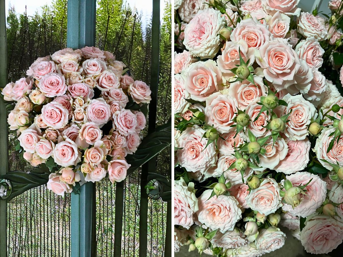 Spray Rose Peach Dimension De Ruiter East Africa’s Rosy Open Days