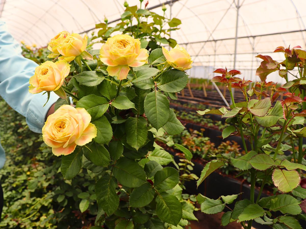 Roses Why Integrated Pest Management Is Vital in Sustainable Pest Control in Floriculture