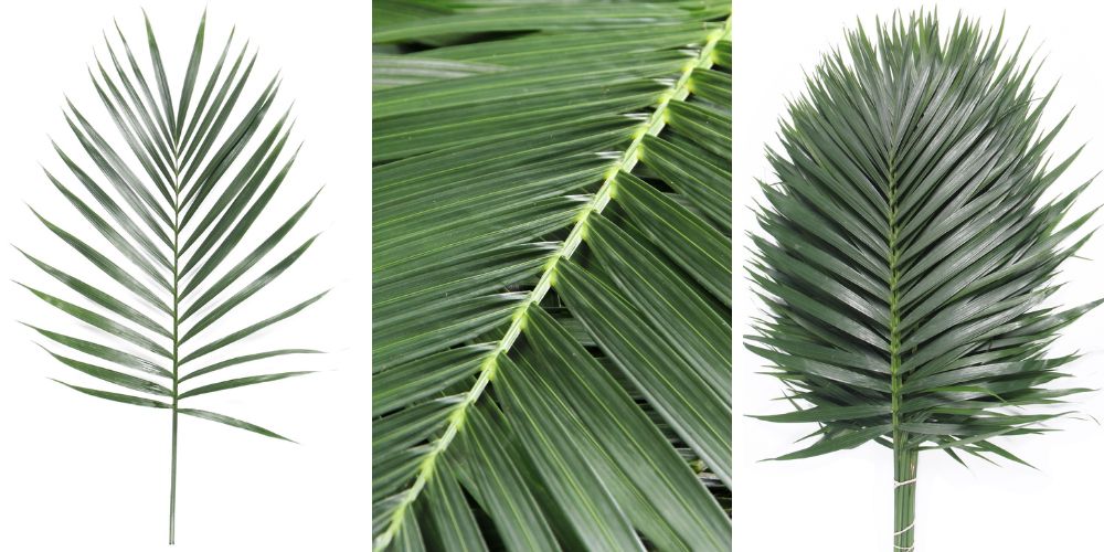 Cat Palm cut Green for florists Cat Palm cut green for florists