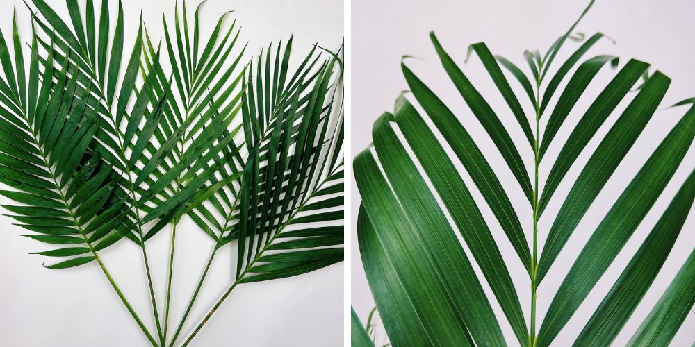 Cat Palm Continental Floral Greens Cat Palm Continental Floral Greens