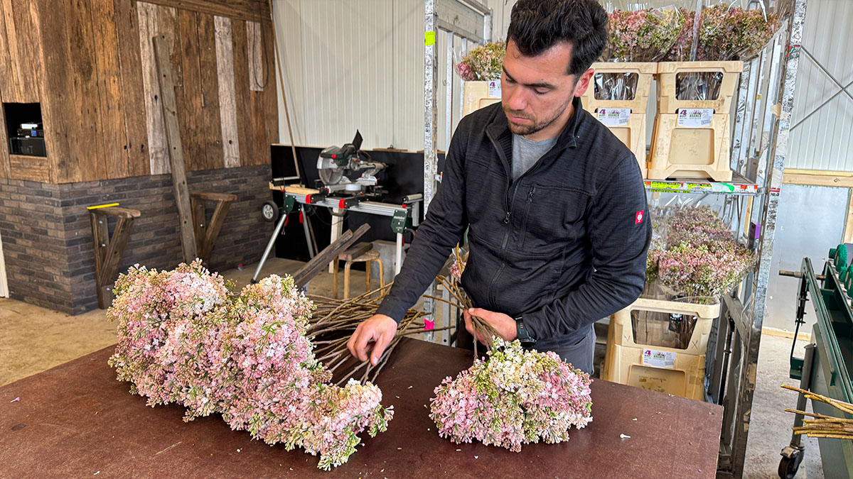 Menno Kramer sorting Syringa Lila Wonder Menno Kramer sorting Syringa Lila Wonder
