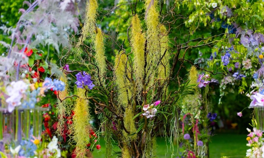 Ana Grigoras Dante Divine Comedy Floral Art - Tree